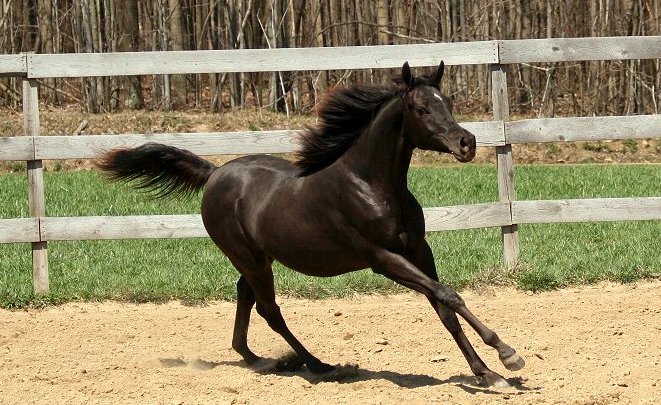 Yearling photo Spring 2008