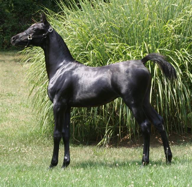 Venuss S - 2007 homozygous black filly