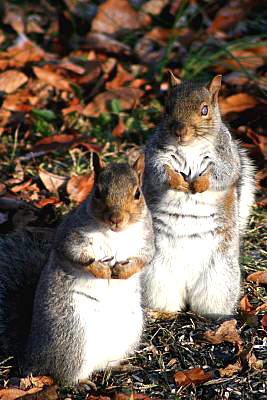Blind squirrel and friend - December 2008