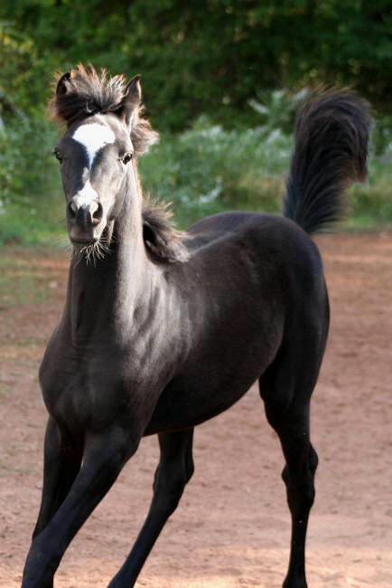 Black Arabian Filly