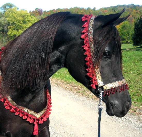 Lily as a yearling, Fall 2008