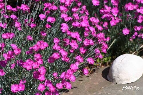 Tall variety of Pinks and turtle shell in Sue's rock garden