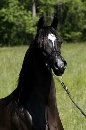 Yearling photo of Syren