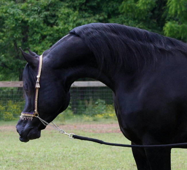 Om El Najeeb Dream, black Arabian stallion in Pennsylvania