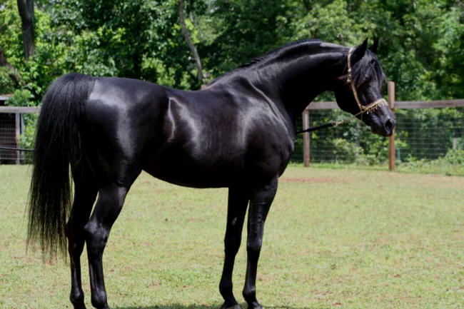 Om El Najeeb Dream, Black Arabian stallion at stud