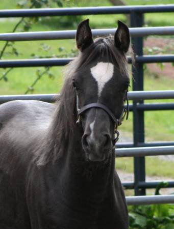 Homozygous black filly Syren