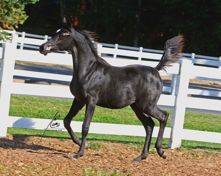 Venuss at age five months old