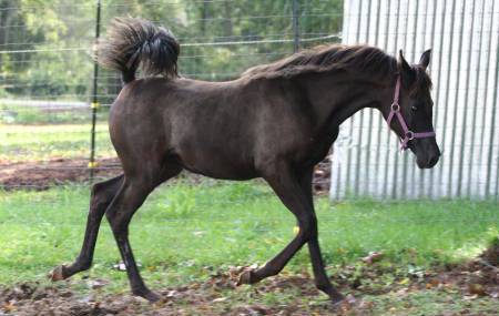 Solid black Sabbath daughter Silhouette - five months