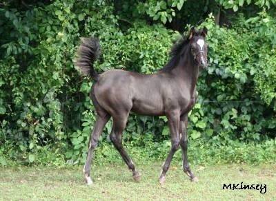 Homozygous black filly Syren - 4 months